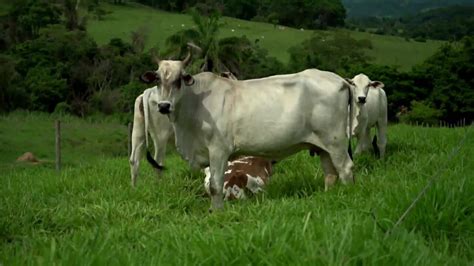 VÍDEOS: Globo Rural .